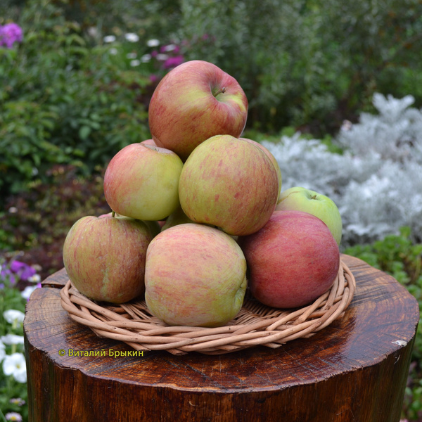 Яблоня Дочь Мельбы - описание сорта, отзывы и фото яблок